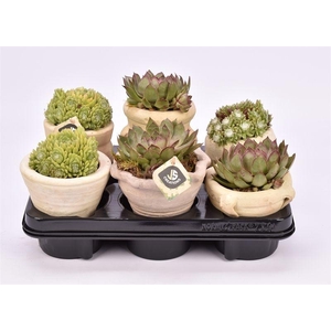 Mix tray Sempervivum