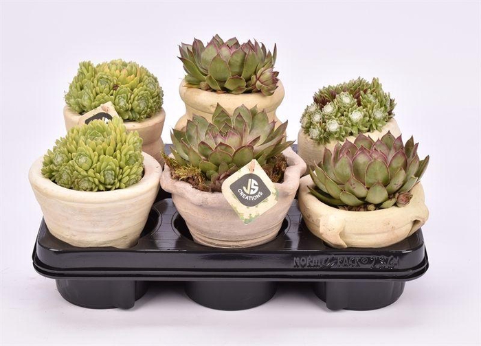 <h4>Mix tray Sempervivum</h4>