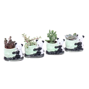 Succulent 5,5 cm in keramieke panda planter