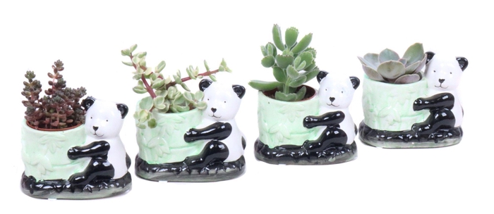 <h4>Succulent 5,5 cm in keramieke panda planter</h4>