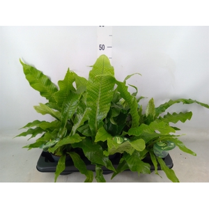 Microsorum musifolium 'Crocodyllus'