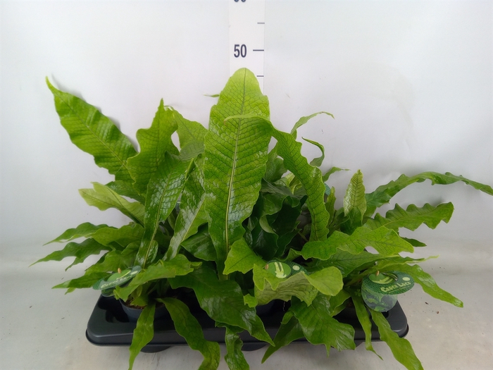 <h4>Microsorum musifolium 'Crocodyllus'</h4>