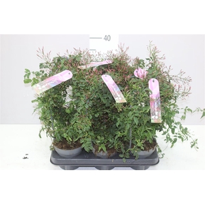 Jasminum Passion Boog 300+