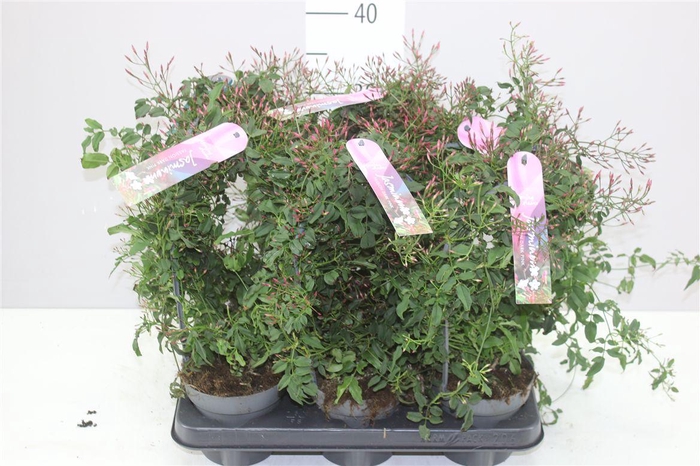 <h4>Jasminum Passion Boog 300+</h4>