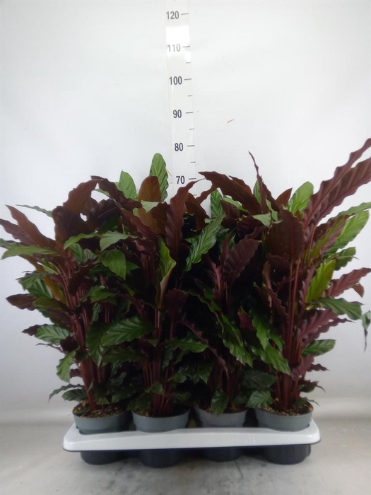 <h4>Calathea rufibarba</h4>