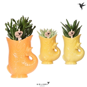 Kolibri Greens Succulenten mix in Fish pot yellow mix