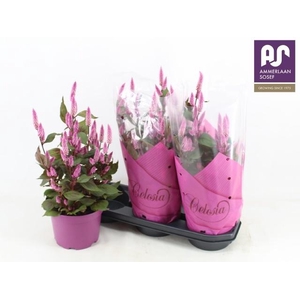 CEL WILD PINK