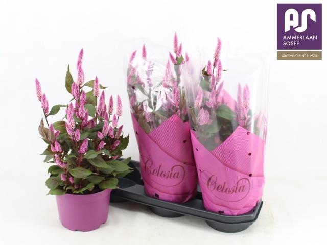 <h4>CEL WILD PINK</h4>