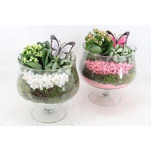 Arr2 Pl - Glas Op Voet X6 V2 - Roze/wit