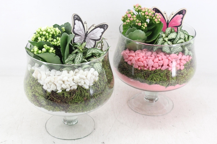 Arr2 Pl - Glas Op Voet X6 V2 - Roze/wit