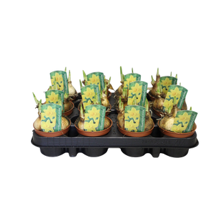 Bol op pot Narcis Golden Carpet