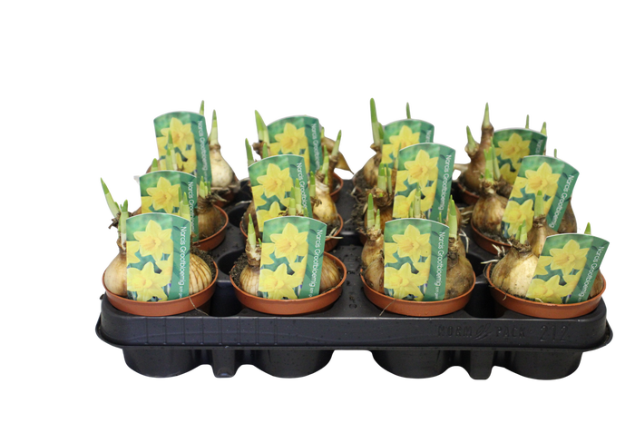 <h4>Bol op pot Narcis Golden Carpet</h4>