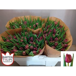 Tu Du Alison Bradley