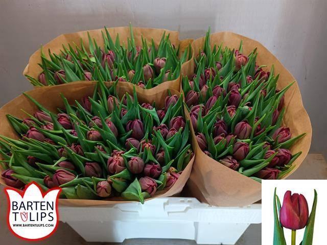 <h4>Tu Du Alison Bradley</h4>