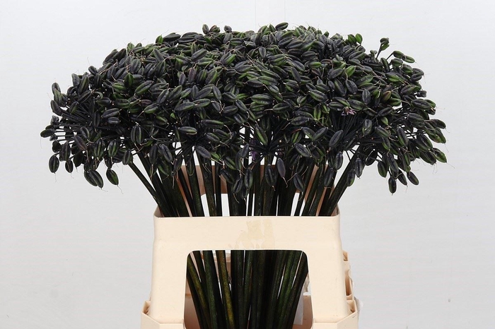 <h4>AGAPANTHUS OVERIG AGAPANTHUS SEED</h4>
