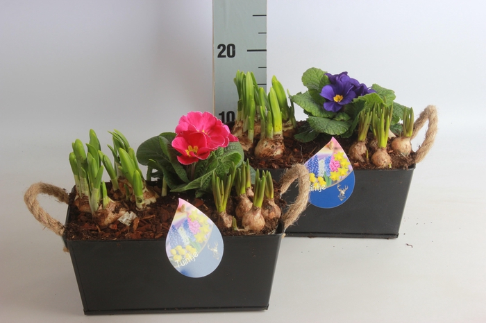 <h4>ARR BOL KNOLGEWAS</h4>