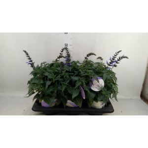Salvia  'Salgoon Lake Como'