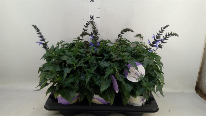<h4>Salvia  'Salgoon Lake Como'</h4>