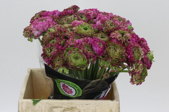Ranunculus Pon Pon Malva