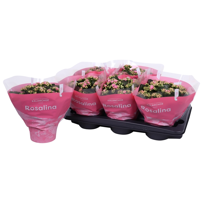 <h4>Kalan Gev 2Kl Roze - Wit Tst</h4>