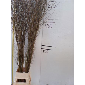 SALIX B TORTUOSA 225CM*