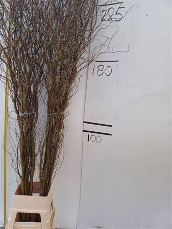 <h4>SALIX B TORTUOSA 225CM*</h4>