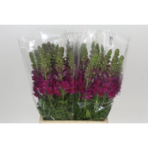 Antirrhinum Potomac Purple