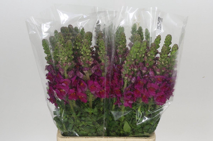 <h4>Antirrhinum Potomac Purple</h4>