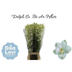 Delph En Be An White