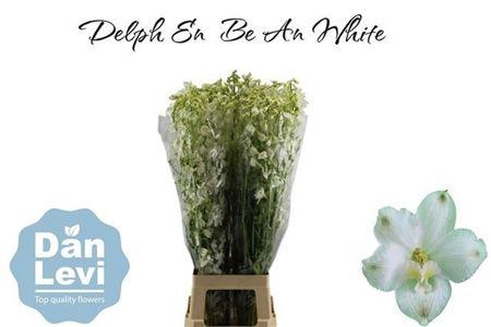 <h4>Delph En Be An White</h4>