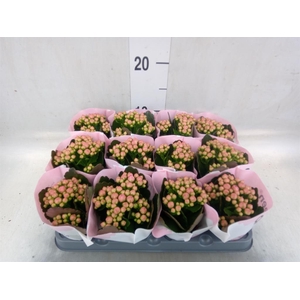 Kalanchoe  'MoreFlow Lillian'