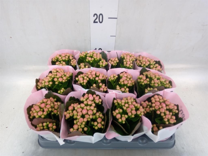 <h4>Kalanchoe  'MoreFlow Lillian'</h4>