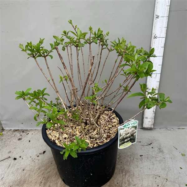 Hydrangea paniculata Bobo 25 ltr / p40