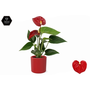 Anthurium 6 cm Micra in Eva ceramics