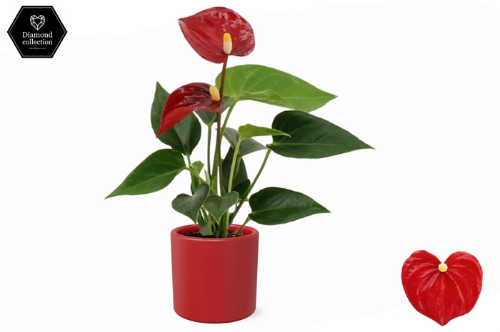 <h4>Anthurium 6 cm Micra in Eva ceramics</h4>