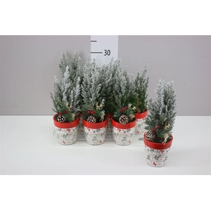 Chamaecyparis La Ellwoodii Snow Green Keramiek Pot