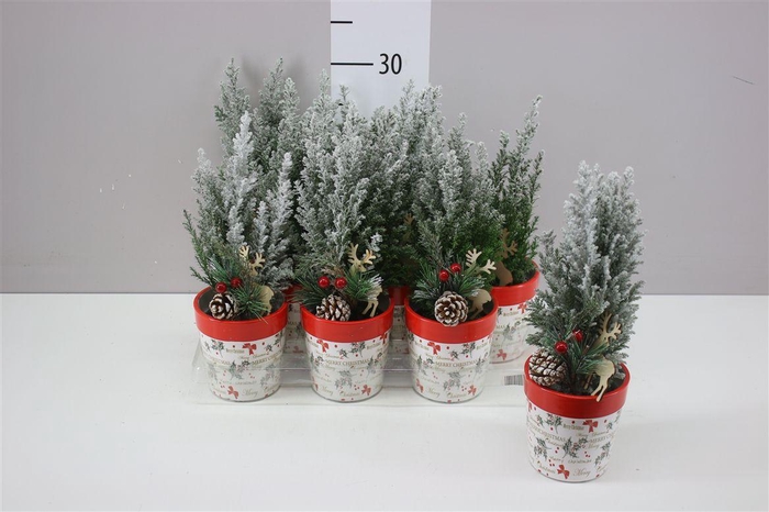 <h4>Chamaecyparis La Ellwoodii Snow Green Keramiek Pot</h4>