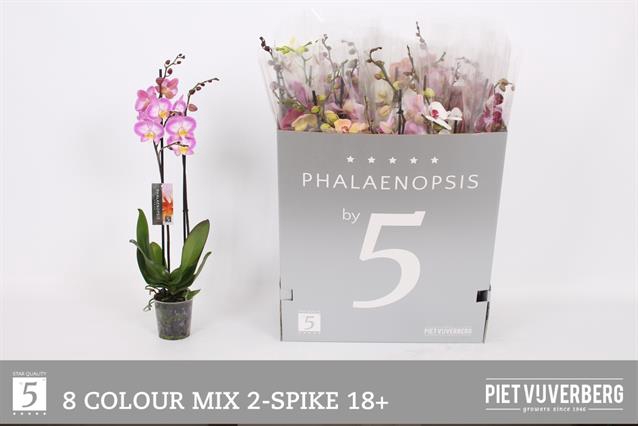 <h4>PHAL GEM 8 KL</h4>