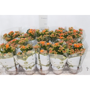 KALANCHOE DOBRADO P11 LARANJA