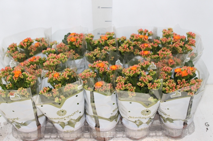 <h4>KALANCHOE DOBRADO P11 LARANJA</h4>