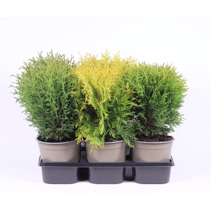 Thuja overig geel