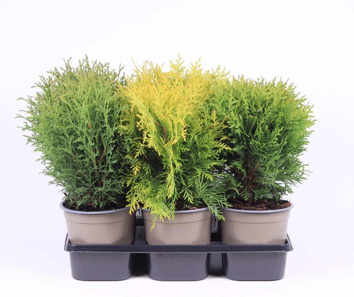 <h4>Thuja overig geel</h4>