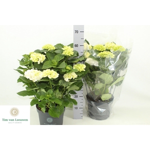 HYDR M CRYSTAL PALAC