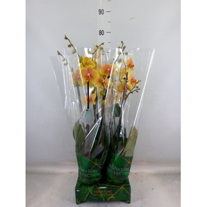 Phalaenopsis   ...