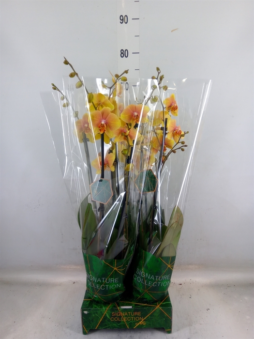 <h4>Phalaenopsis   ...</h4>