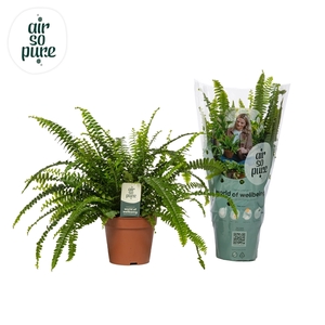 Nephrolepis Exaltata Green lady Air So Pure