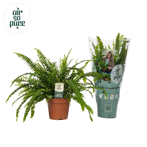 <h4>Nephrolepis Exaltata Green lady Air So Pure</h4>