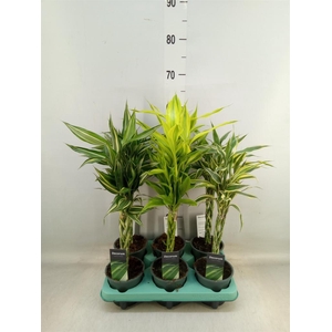 Dracaena sand.   ...mix 3