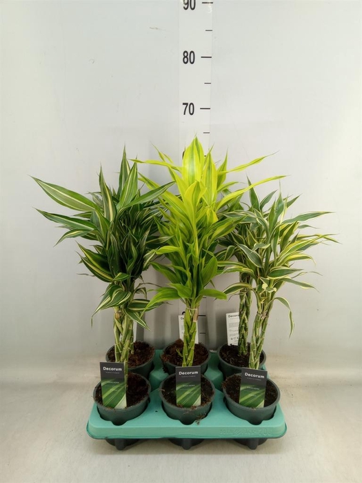 <h4>Dracaena sand.   ...mix 3</h4>