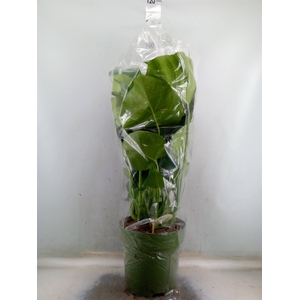 Monstera delic.